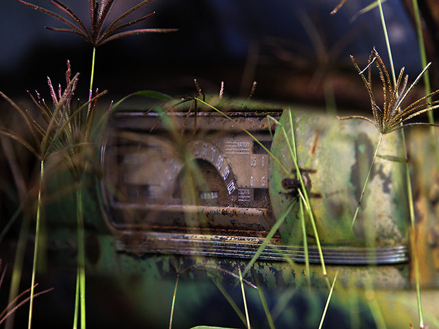 Amongst the grassPhotography by John Organ